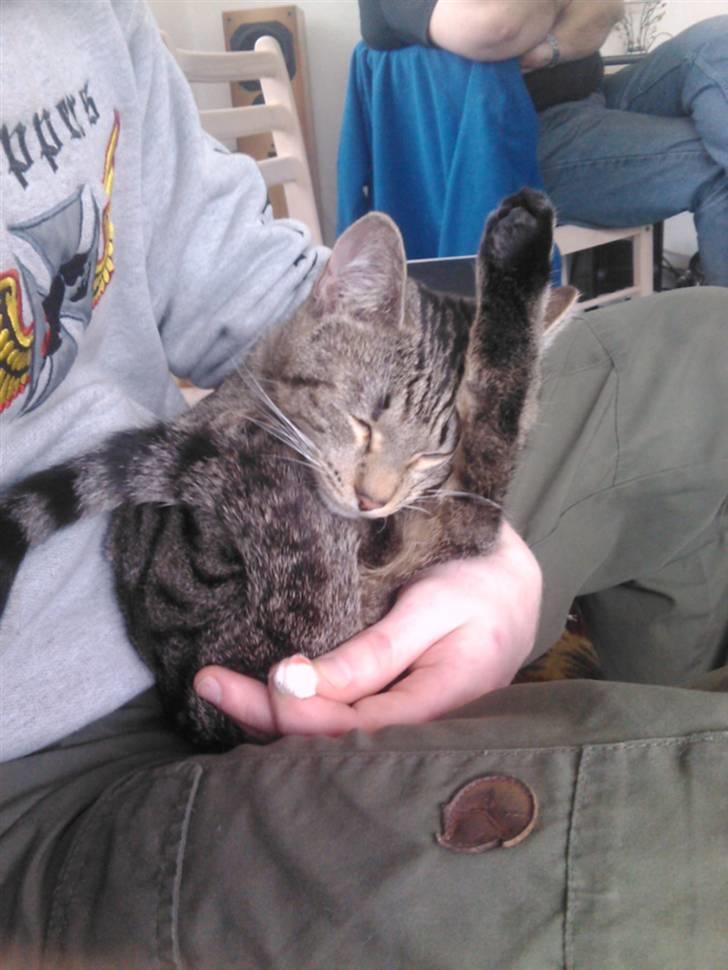 Huskat Psygo - Min seng behøver ik at være stor bar den er nær far billede 5