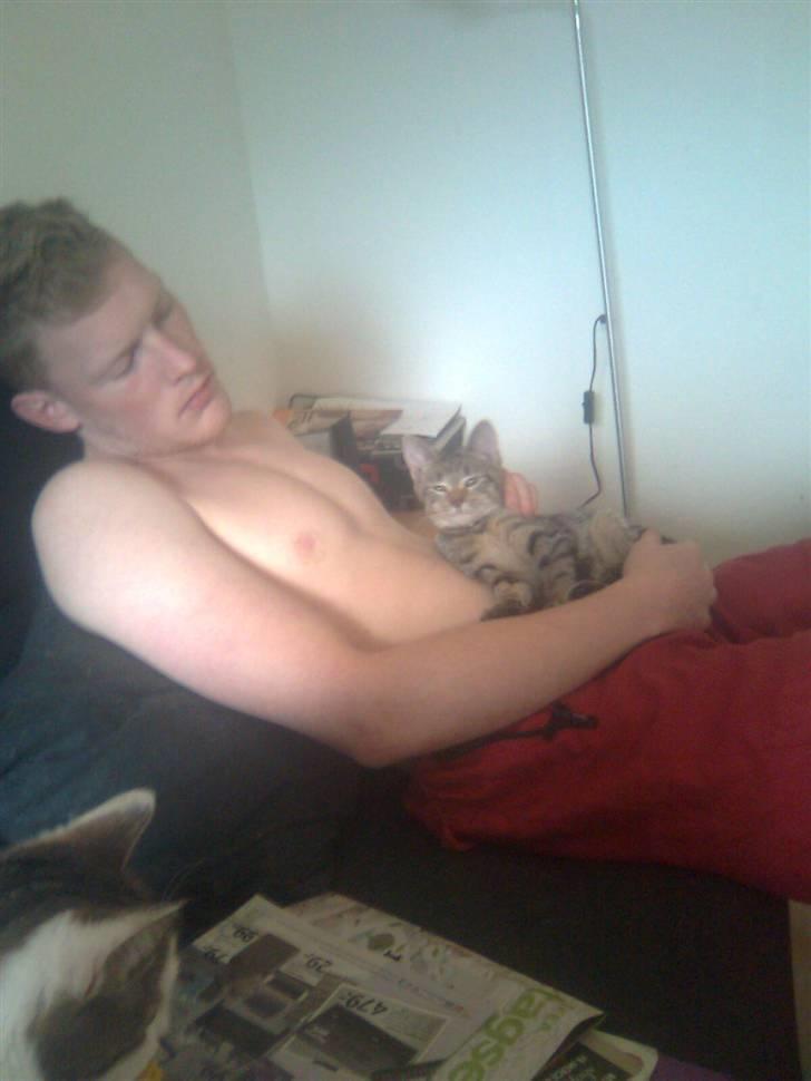 Huskat Psygo - Putter hos far  billede 6