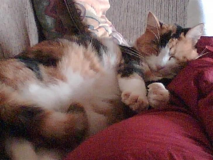 Huskat Mille billede 10