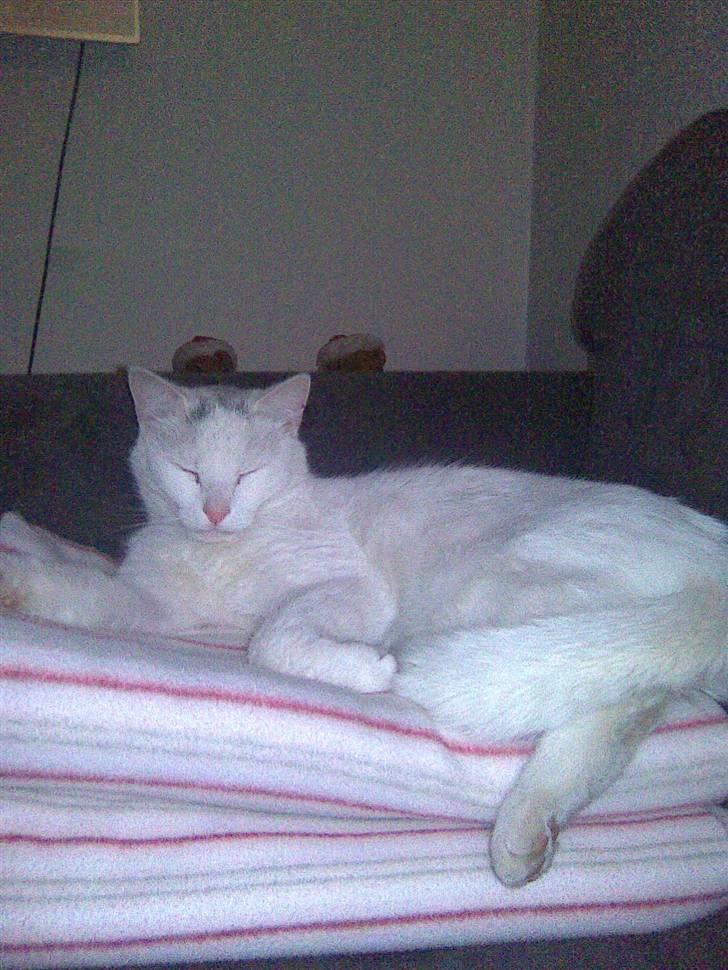 Huskat Gismo - Jeg gider altså ikke åbne mine øjne. billede 12