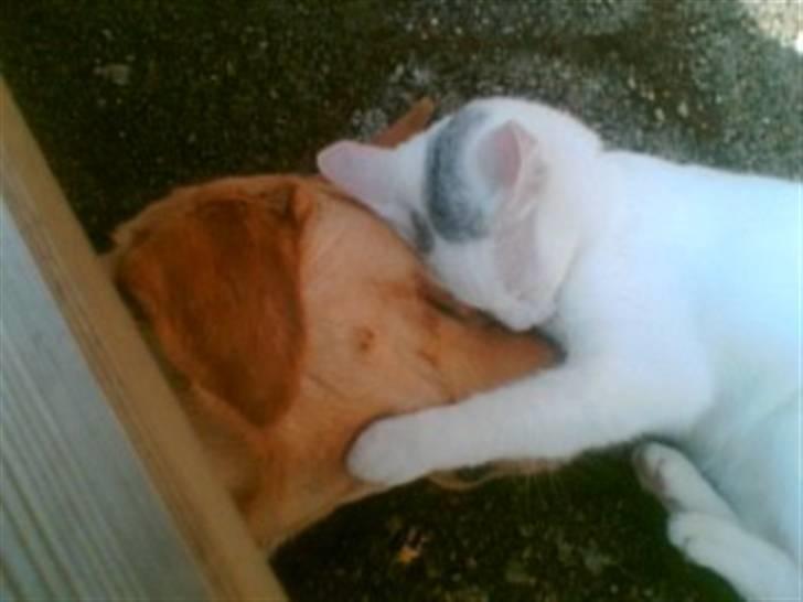 Huskat Gismo - Jeg giver lige min allerbedste ven et kram. billede 14