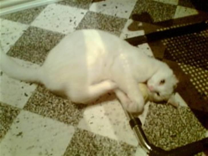 Huskat Gismo - Jeg elsker at lege med tennisbolde. billede 15