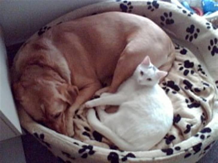 Huskat Gismo - Her hvíler jeg med min ven. billede 16