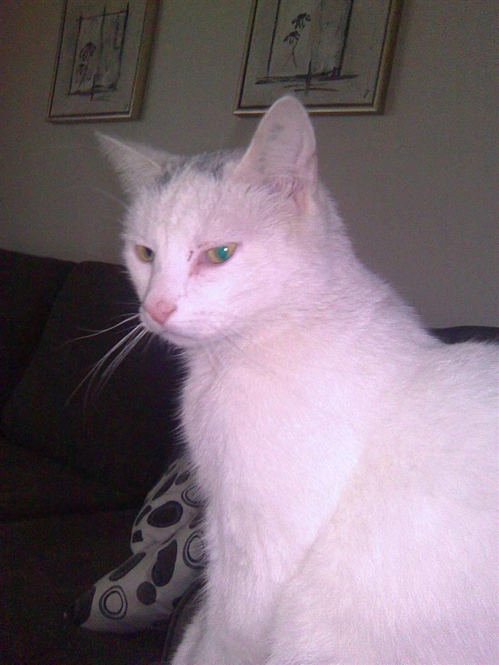 Huskat Gismo billede 17