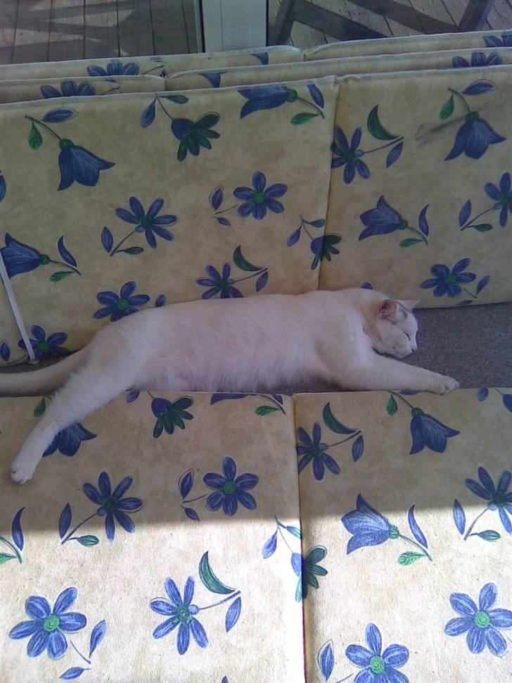 Huskat Gismo - Der er så dejlig varmt i havestuen om sommeren. billede 18