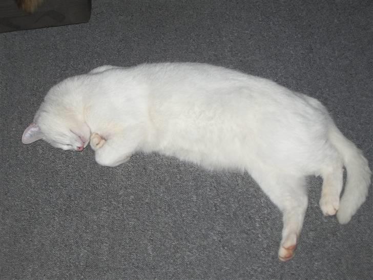 Huskat Gismo - Flader ud på gulvet, dejlig med gulvvarme. billede 19