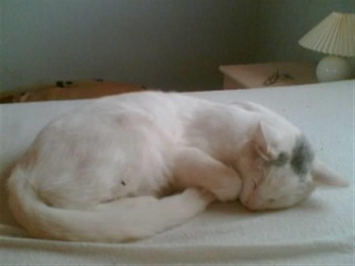 Huskat Gismo billede 20