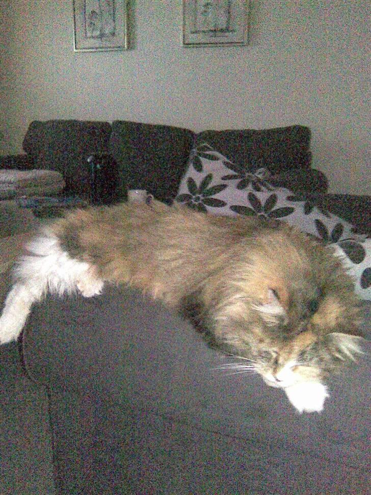 Blanding af racer Norsk skovkat Sille billede 10