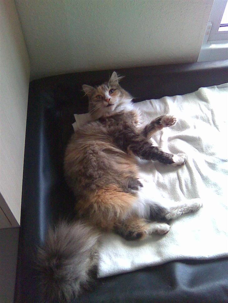 Blanding af racer Norsk skovkat Sille - Ligger og daser i hundens kurv. billede 11