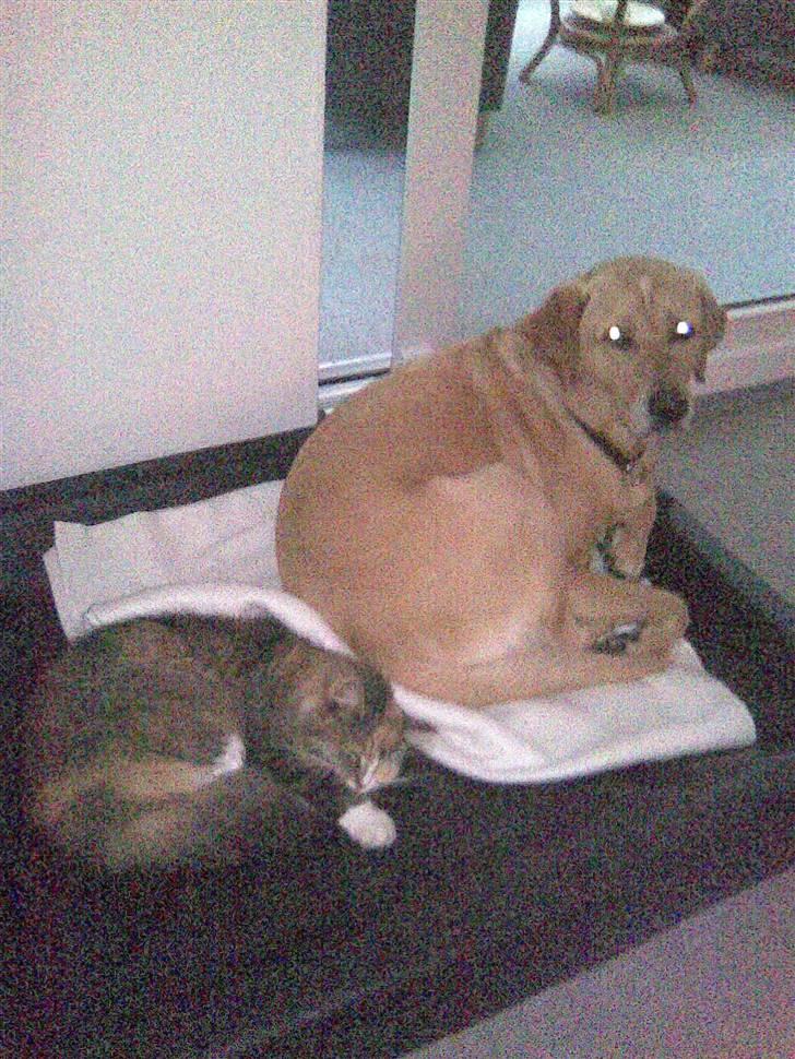 Blanding af racer Norsk skovkat Sille - Har lige snuppet max kurv. billede 12