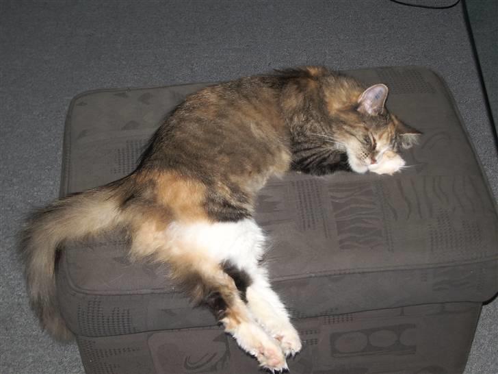 Blanding af racer Norsk skovkat Sille - Afslapning. billede 13