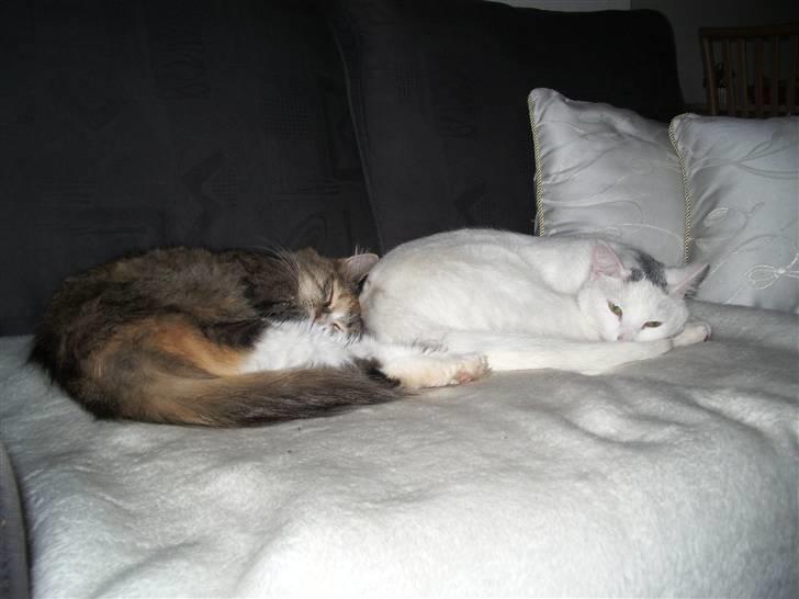 Blanding af racer Norsk skovkat Sille - Ligger lige og hviler mig med Gismo. billede 14