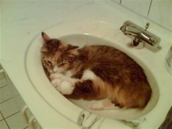 Blanding af racer Norsk skovkat Sille - Åh der er ikke noget bedre som at ligge i håndvasken. billede 15