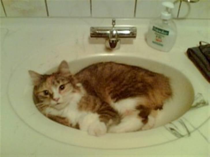 Blanding af racer Norsk skovkat Sille billede 16