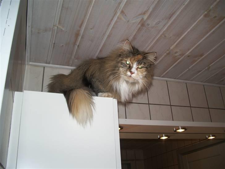 Blanding af racer Norsk skovkat Sille - Her sidder jeg tit på badeværelset ovenpå skabet. og holder øje. billede 17