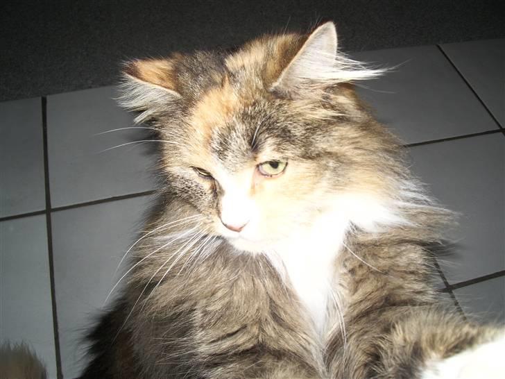 Blanding af racer Norsk skovkat Sille billede 18