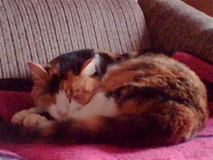 Huskat Mille billede 11