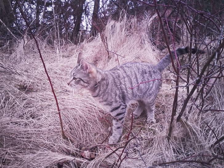 Huskat Psygo - Ude og leje billede 10