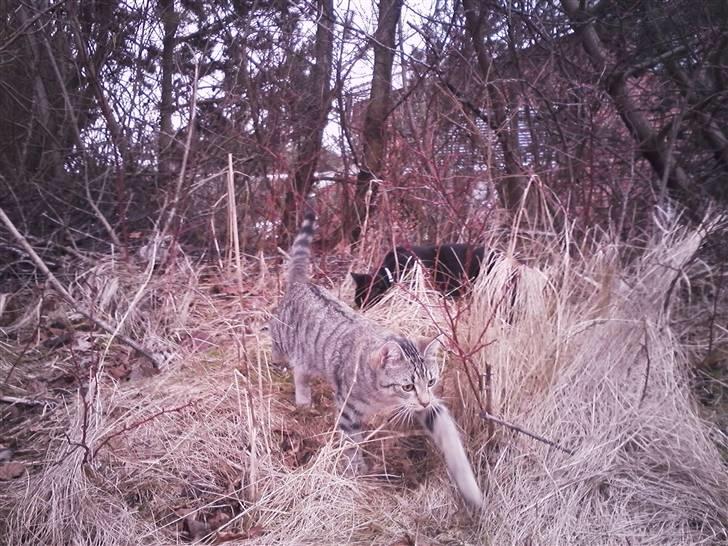 Huskat Psygo - Kommer nu far billede 11