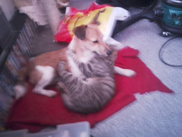 Huskat Psygo - Lejer med min ven splindt billede 12