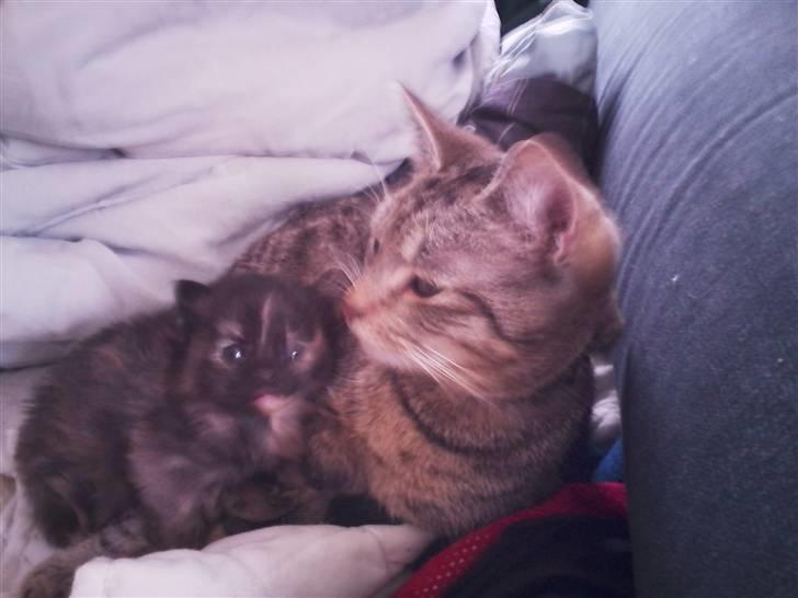 Huskat Psygo - Slapper af med lille søster billede 13