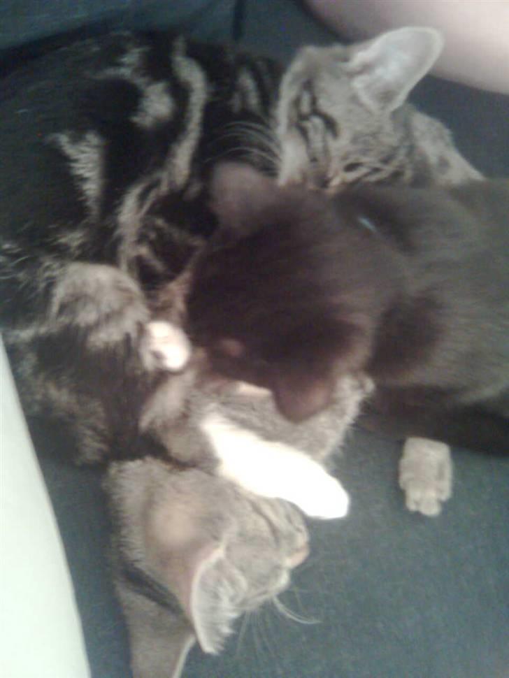 Huskat Psygo - Er hovedpude for mine brøder billede 14