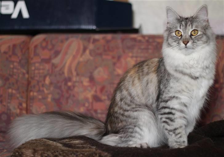 Norsk Skovkat DK Mazjan's Kiara solgt - Foto: KTS (min kæreste) billede 9