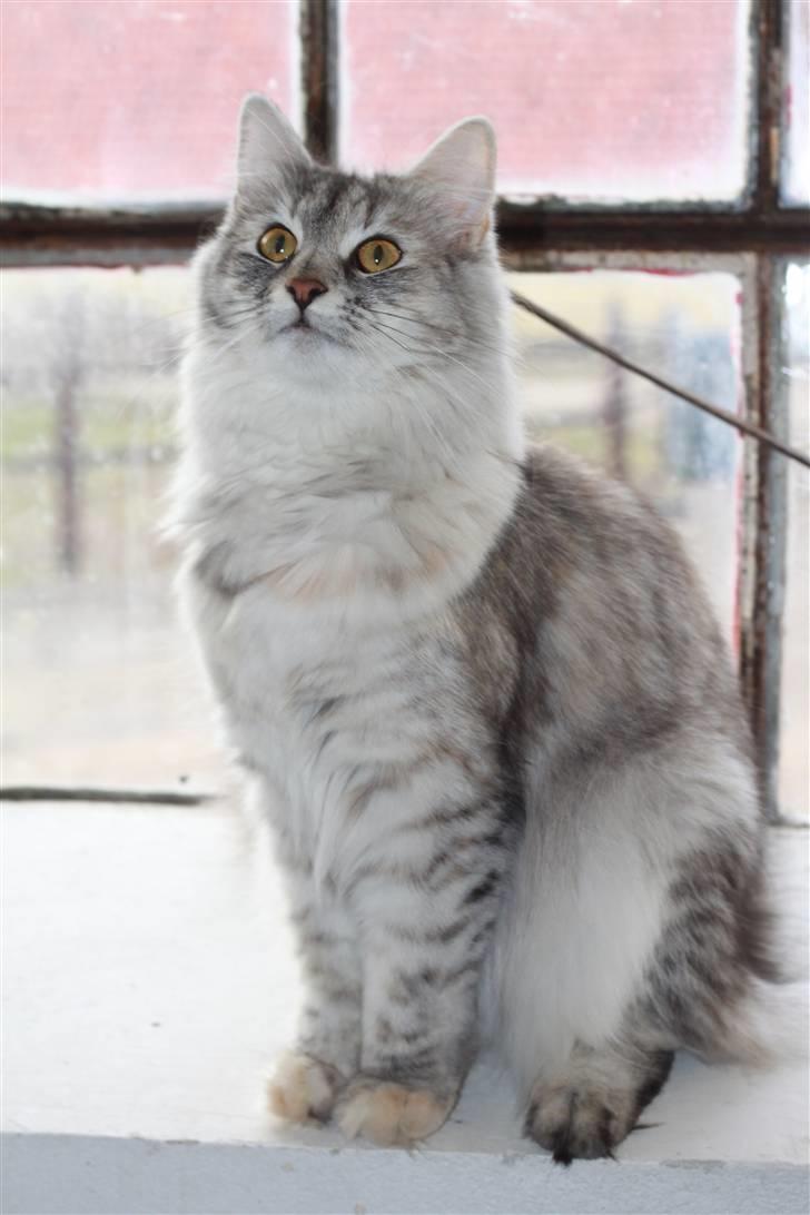 Norsk Skovkat DK Mazjan's Kiara solgt - Foto: KTS (min kæreste) billede 10