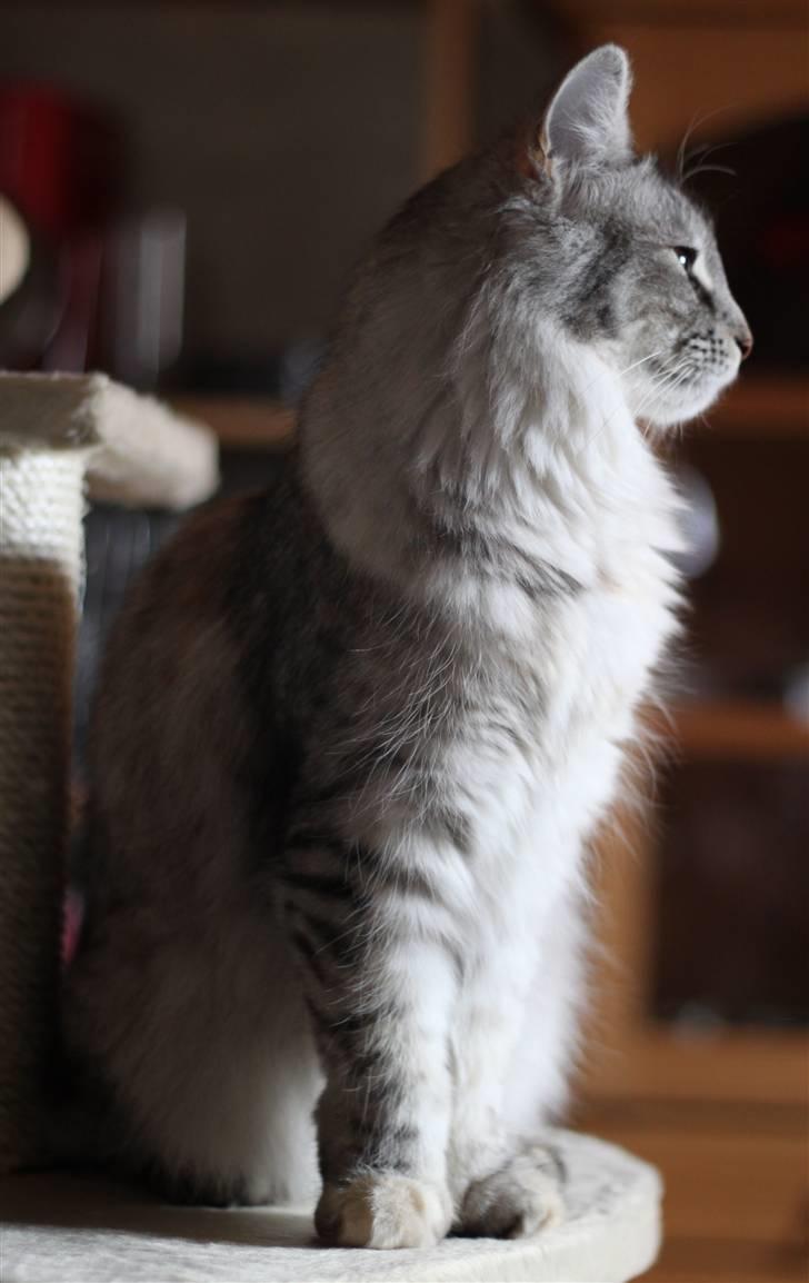 Norsk Skovkat DK Mazjan's Kiara solgt - Foto: KTS (min kæreste) billede 11