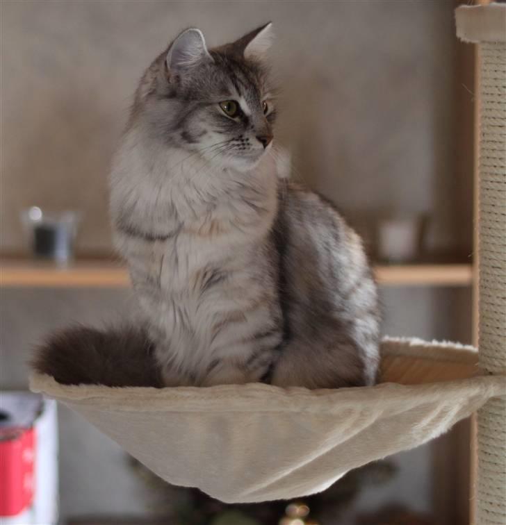 Norsk Skovkat DK Mazjan's Kiara solgt - Foto: KTS (min kæreste) billede 12