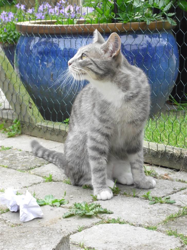 Huskat Chili billede 15