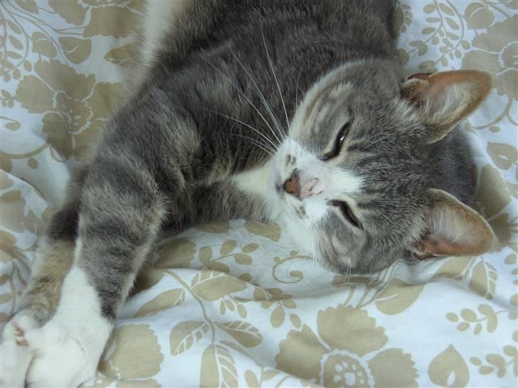 Huskat Duhcess billede 1