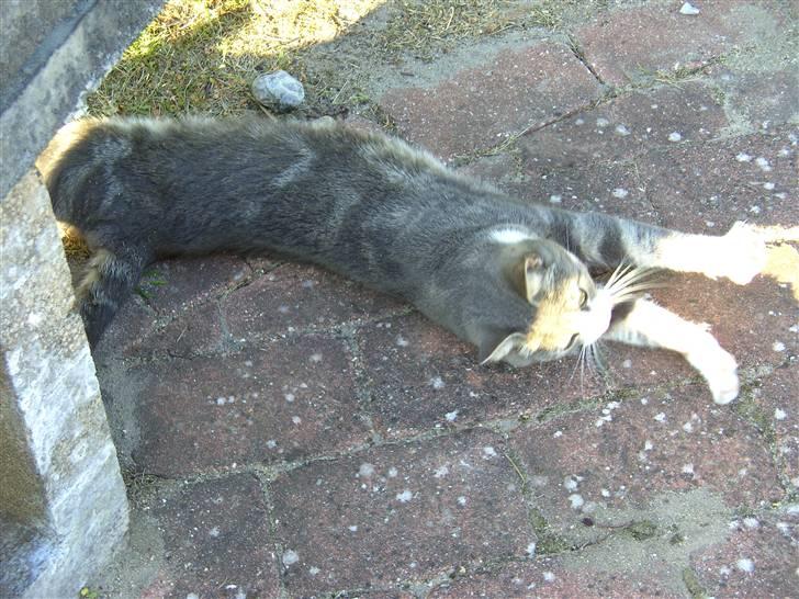 Huskat Duhcess billede 2