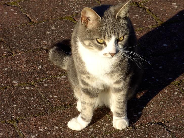 Huskat Duhcess billede 3