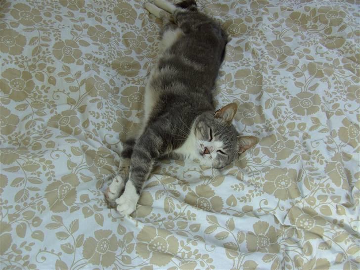 Huskat Duhcess billede 4