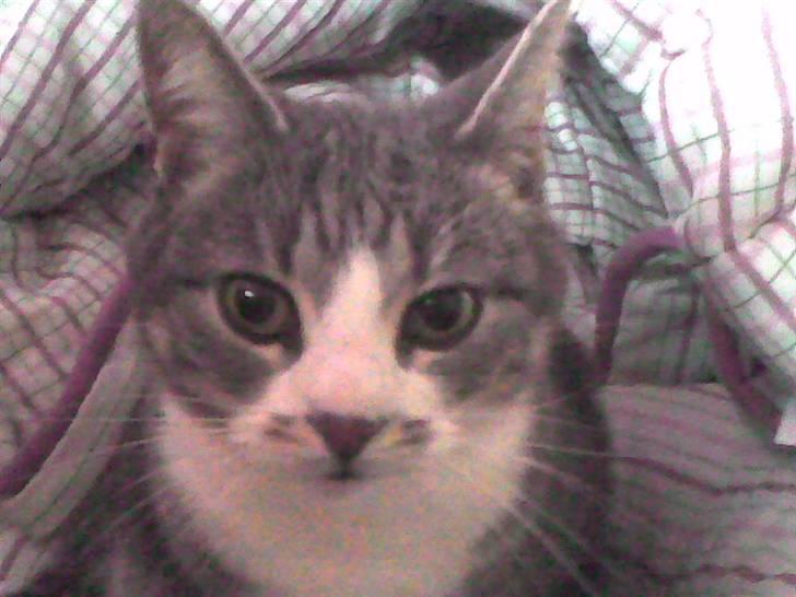 Huskat Duhcess billede 5