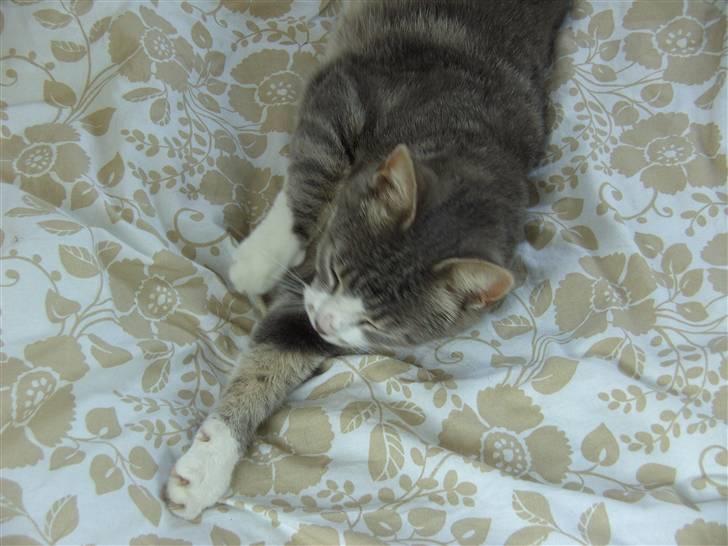 Huskat Duhcess billede 6