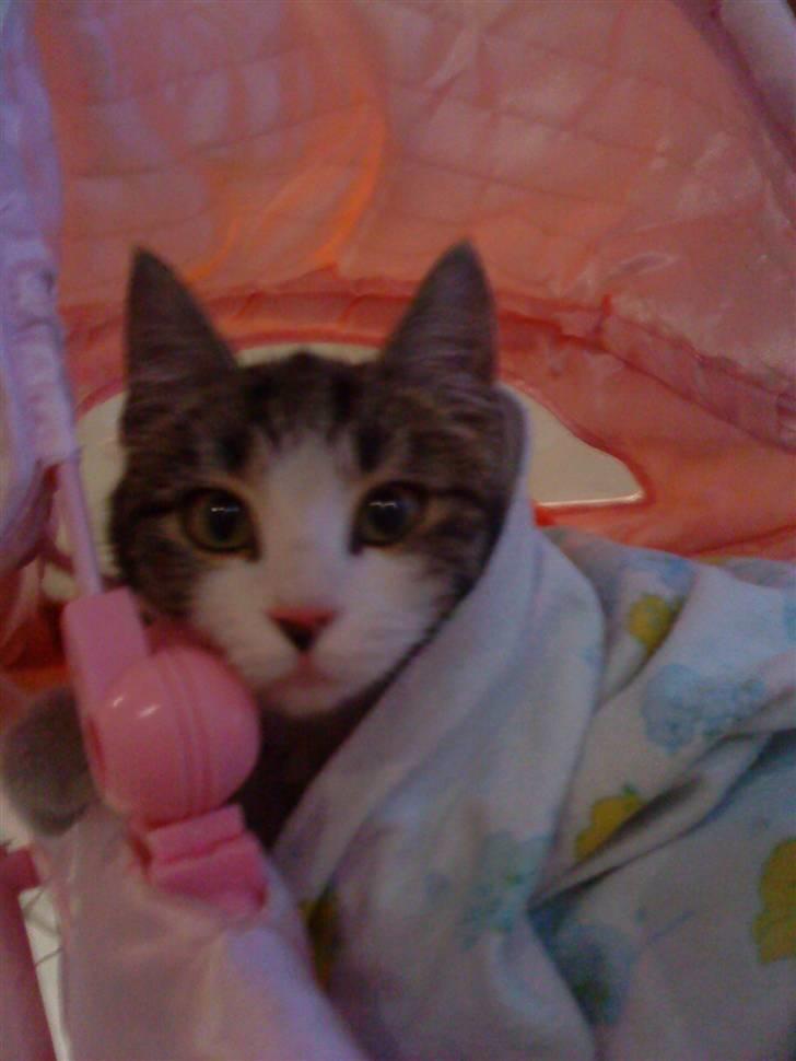 Huskat grynte<3 - Stort avslapning<3 billede 1