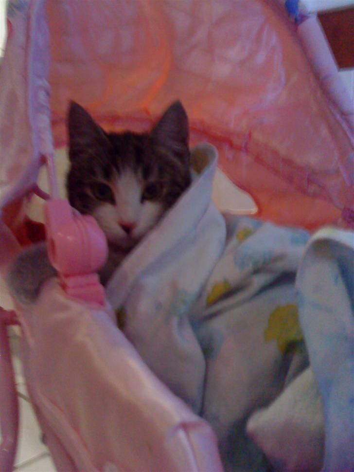 Huskat grynte<3 - sødt<3 billede 2