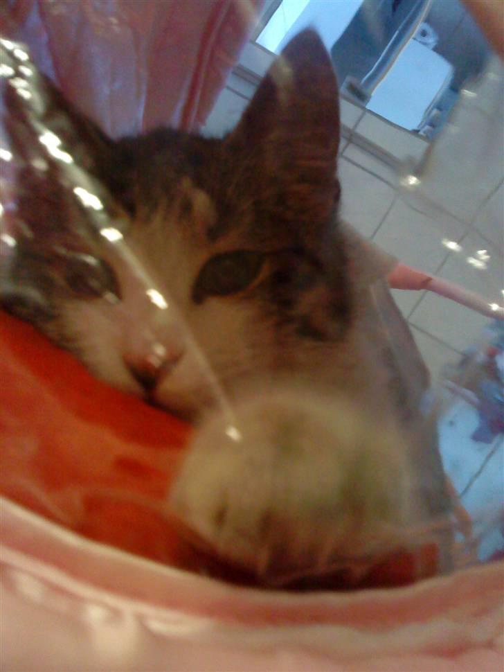 Huskat grynte<3 - Elsker dig grynte<3 billede 3