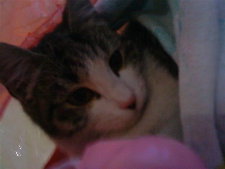 Huskat grynte<3 - hej hej<3 billede 4