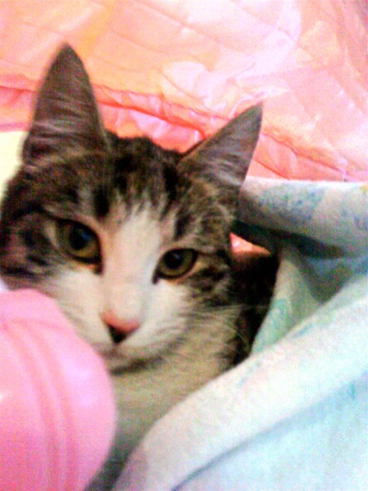 Huskat grynte<3 billede 5