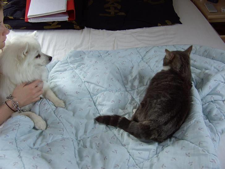 Huskat Duhcess - Duhcess og Chulo. :D billede 7