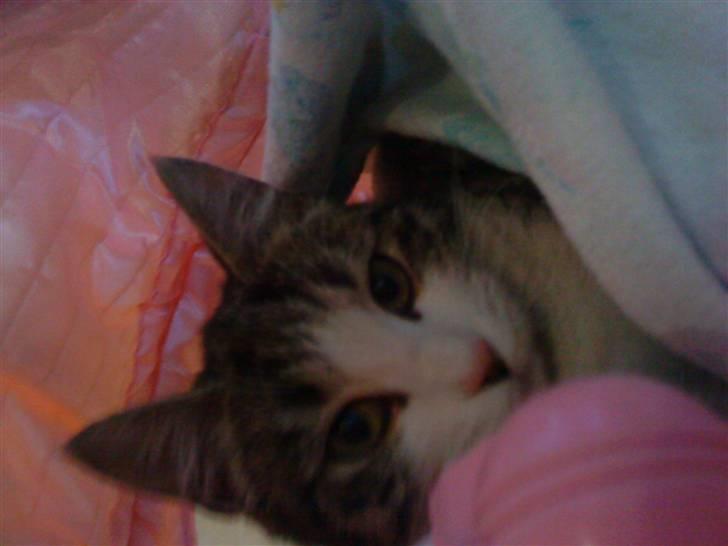 Huskat grynte<3 billede 6