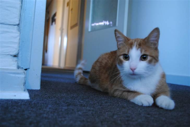 Huskat Eddie billede 1