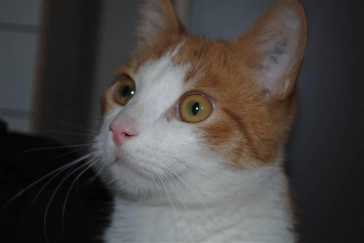 Huskat Eddie billede 2