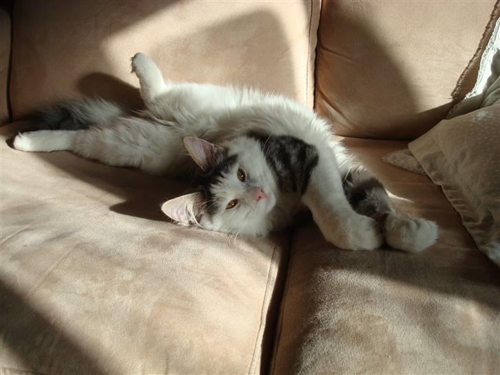 Norsk Skovkat Kejserheden's Gustau - uh Jeg elsker at ligge i solen og slænge mig... (sommer 2010) billede 14