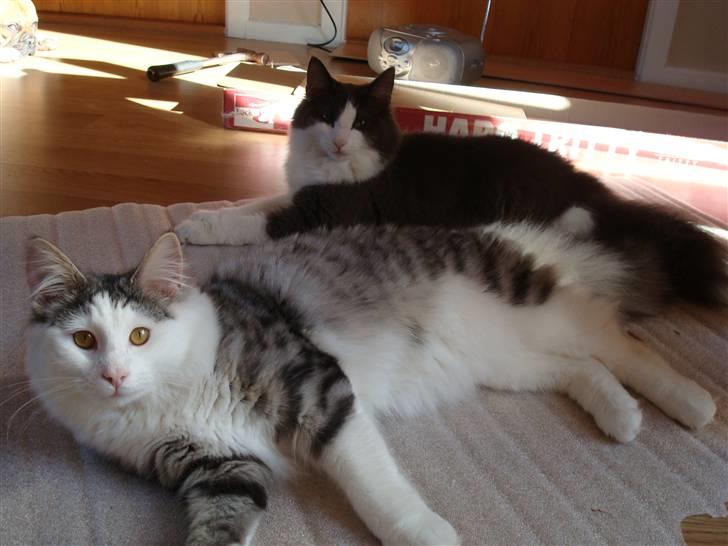 Norsk Skovkat Kejserheden's Gustau - Jep er ser i så mig og min smukke dame Cilina <3 billede 19