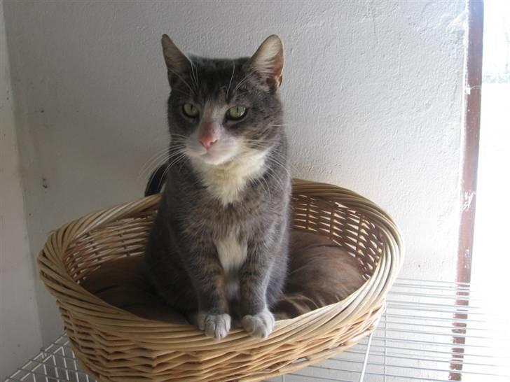 Huskat compani (SOLGT) billede 12