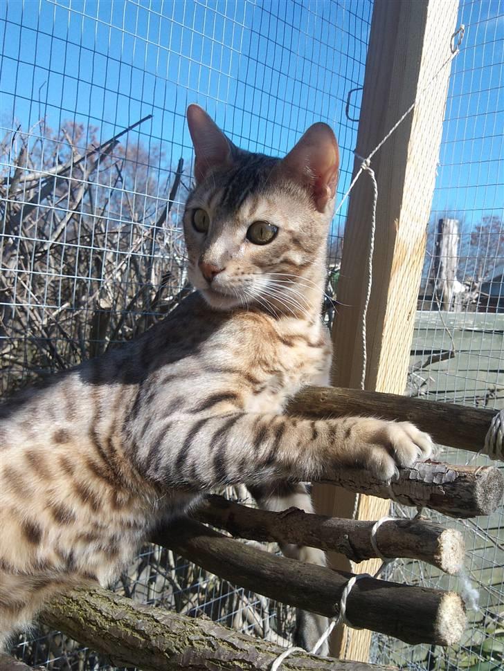 Bengal Seven of Diamond - Seven nyder forårs solen billede 8